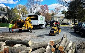 Best Commercial Tree Services  in Youngtown, AZ