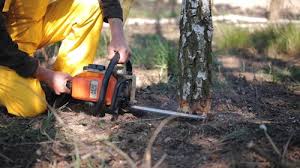 Best Tree Trimming and Pruning  in Youngtown, AZ