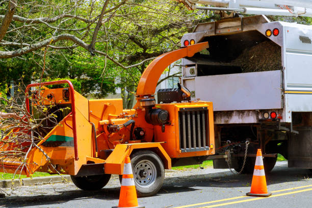 Reliable Youngtown, AZ  Tree Services Solutions