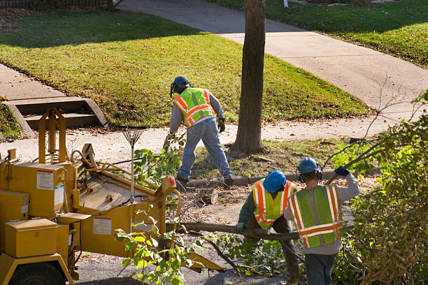 Why Choose Our Tree Removal Services in Youngtown, AZ?